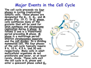 Major Events in the Cell Cycle
The cell cycle proceeds via four
phases in cycling (replicating)
somatic cells. These phases are
designated the G1, S, G2, and M
phases (Fig. 19.1). In G1 phase,
cells synthesize many of the
proteins that will be used for
DNA synthesis and chromosome
replication during S phase. G2
follows S and is a transitional
period preceding M phase. M
phase is a multistage period
wherein chromosomes separate
and the cell divides. In a dividing
mammalian cell, the four phases
of the cell cycle typically require
9 h, 10 h, 4.5 h, and 30 min
respectively. Many cells in adult
multicellular organisms do not
proliferate and never, or at least
rarely, divide. These cells exit
the cell cycle in G1 phase and
enter a quiescent phase called G0.
 