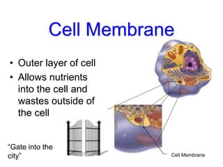 Cell Membrane
• Outer layer of cell
• Allows nutrients
into the cell and
wastes outside of
the cell
Cell Membrane
“Gate into the
city”
 