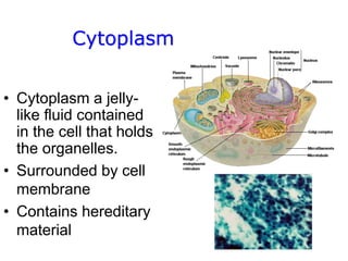 Cytoplasm
• Cytoplasm a jelly-
like fluid contained
in the cell that holds
the organelles.
• Surrounded by cell
membrane
• Contains hereditary
material
 