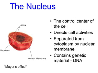 The Nucleus
• The control center of
the cell
• Directs cell activities
• Separated from
cytoplasm by nuclear
membrane
• Contains genetic
material - DNA
DNA
Nuclear Membrane
Nucleolus
“Mayor’s office”
 