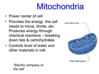 Mitochondria
• Power center of cell
• Provides the energy the cell
needs to move, divide, etc.
Produces energy through
chemical reactions – breaking
down fats & carbohydrates
• Controls level of water and
other materials in cell.
Outer Membrane
Inner Membrane
“Electric company of
the cell”
 