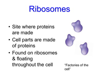 Ribosomes
• Site where proteins
are made
• Cell parts are made
of proteins
• Found on ribosomes
& floating
throughout the cell “Factories of the
cell”
 