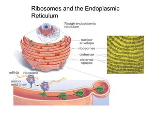 Ribosomes and the Endoplasmic
Reticulum
 