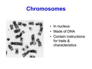 Chromosomes
• In nucleus
• Made of DNA
• Contain instructions
for traits &
characteristics
 
