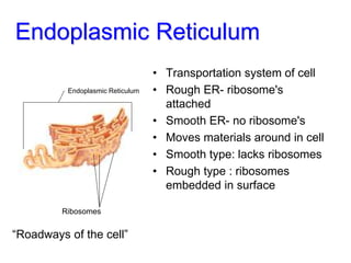 Endoplasmic Reticulum
• Transportation system of cell
• Rough ER- ribosome's
attached
• Smooth ER- no ribosome's
• Moves materials around in cell
• Smooth type: lacks ribosomes
• Rough type : ribosomes
embedded in surface
Ribosomes
Endoplasmic Reticulum
“Roadways of the cell”
 
