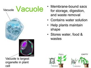 Vacuole
• Membrane-bound sacs
for storage, digestion,
and waste removal
• Contains water solution
• Help plants maintain
shape
• Stores water, food &
wastes
Vacuole
Vacuole is largest
organelle in plant
cell
 