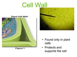 Cell Wall
• Found only in plant
cells
• Protects and
supports the cell
 