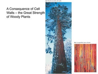 A Consequence of Cell
Walls – the Great Strength
of Woody Plants
 