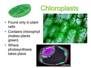 Chloroplasts
• Found only in plant
cells
• Contains chlorophyll
(makes plants
green)
• Where
photosynthesis
takes place
 