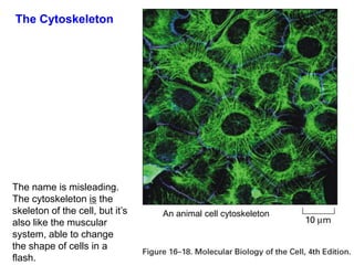 The name is misleading.
The cytoskeleton is the
skeleton of the cell, but it’s
also like the muscular
system, able to change
the shape of cells in a
flash.
The Cytoskeleton
An animal cell cytoskeleton
 