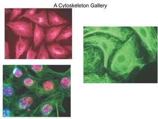 A Cytoskeleton Gallery
 