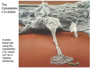 A white
blood cell
using the
cytoskeleto
n to “reach
out” for a
hapless
bacterium.
The
Cytoskeleto
n in Action
 