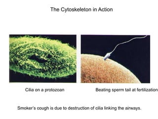 The Cytoskeleton in Action
Cilia on a protozoan Beating sperm tail at fertilization
Smoker’s cough is due to destruction of cilia linking the airways.
 