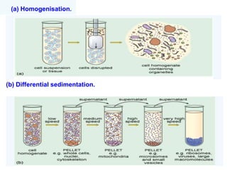 (a) Homogenisation.
(b) Differential sedimentation.
 