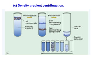 (c) Density gradient centrifugation.
 