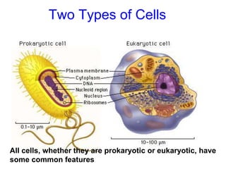 Two Types of Cells
All cells, whether they are prokaryotic or eukaryotic, have
some common features
 