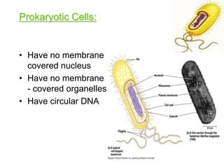 Prokaryotic Cells:
• Have no membrane
covered nucleus
• Have no membrane
- covered organelles
• Have circular DNA
 
