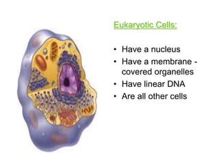 Eukaryotic Cells:
• Have a nucleus
• Have a membrane -
covered organelles
• Have linear DNA
• Are all other cells
 