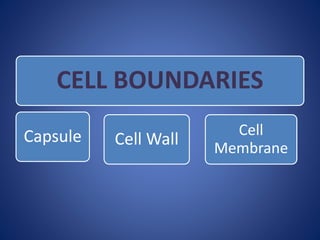 CELL BOUNDARIES
Capsule Cell Wall
Cell
Membrane
 