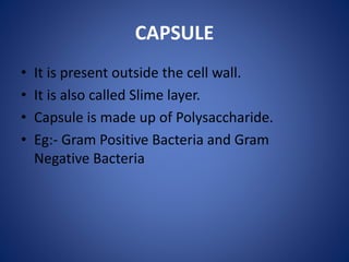 CAPSULE
• It is present outside the cell wall.
• It is also called Slime layer.
• Capsule is made up of Polysaccharide.
• Eg:- Gram Positive Bacteria and Gram
Negative Bacteria
 