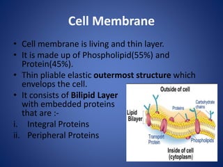 Cell Membrane
• Cell membrane is living and thin layer.
• It is made up of Phospholipid(55%) and
Protein(45%).
• Thin pliable elastic outermost structure which
envelops the cell.
• It consists of Bilipid Layer
with embedded proteins
that are :-
i. Integral Proteins
ii. Peripheral Proteins
 