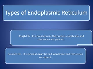 Types of Endoplasmic Reticulum
Rough ER- It is present near the nucleus membrane and
ribosomes are present.
Smooth ER- It is present near the cell membrane and ribosomes
are absent.
 