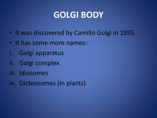 GOLGI BODY
• It was discovered by Camillo Golgi in 1895.
• It has some more names:-
i. Golgi apparatus
ii. Golgi complex
iii. Idiosomes
iv. Dicteosomes (In plants)
 