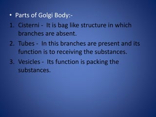 • Parts of Golgi Body:-
1. Cisterni - It is bag like structure in which
branches are absent.
2. Tubes - In this branches are present and its
function is to receiving the substances.
3. Vesicles - Its function is packing the
substances.
 