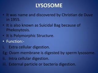 LYSOSOME
• It was name and discovered by Christian de Duve
in 1955.
• It is also known as Suicidal Bag because of
Phekosytosis.
• It is Polymorphic Structure.
• Function:-
i. Extra cellular digestion.
Eg: Ovam membrane is digested by sperm lysosome.
ii. Intra cellular digestion.
iii. External particle or bacteria digestion.
 