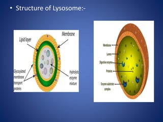 • Structure of Lysosome:-
 