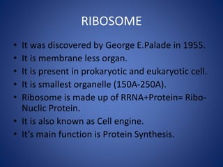 RIBOSOME
• It was discovered by George E.Palade in 1955.
• It is membrane less organ.
• It is present in prokaryotic and eukaryotic cell.
• It is smallest organelle (150A-250A).
• Ribosome is made up of RRNA+Protein= Ribo-
Nuclic Protein.
• It is also known as Cell engine.
• It’s main function is Protein Synthesis.
 