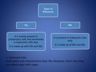 Types of
Ribosome
70s
It is mainly present in
prokaryotic cells and sometimes
in eukaryotic cells also.
It is made up with 50s and 30s.
80s
It is present in Eukaryotic Cells
only.
It is made up of 60s and 40s.
s= Sediment Unit.
Chloroplast and mitochondria have 70s ribosome, that’s why they
are called organ with organ.
 