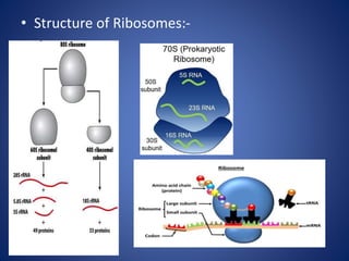• Structure of Ribosomes:-
 