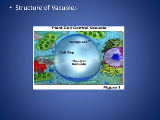 • Structure of Vacuole:-
 