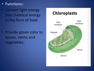 • Functions:-
• Convert light energy
into chemical energy
in the form of food.
• Provide green color to
leaves, stems and
vegetables.
 