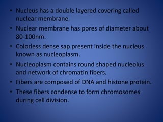 • Nucleus has a double layered covering called
nuclear membrane.
• Nuclear membrane has pores of diameter about
80-100nm.
• Colorless dense sap present inside the nucleus
known as nucleoplasm.
• Nucleoplasm contains round shaped nucleolus
and network of chromatin fibers.
• Fibers are composed of DNA and histone protein.
• These fibers condense to form chromosomes
during cell division.
 