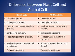 Difference between Plant Cell and
Animal Cell
PLANT CELL ANIMAL CELL
• Cell wall is present. • Cell wall is absent.
• Chloroplast is present. • Chloroplast is absent.
• Large and permanent vacuole is
present.
• Small and temporary vacuole is
present.
• Centrosome is absent. • Centrosome is present.
• Food storage in form of starch. • Food storage is in the form of
glycogen.
• Nucleus in present near the cell
membrane.
• Nucleus is present the center of
the cell.
• They are autotrophs. • They are heterotrophs.
 