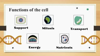 Support Function Cell cell.pdf biology and cell biology and cell | PDF