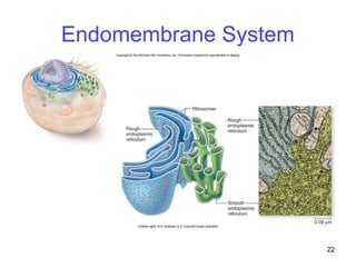 Endomembrane System.drawing Cell explanation and structure of cell.ppt