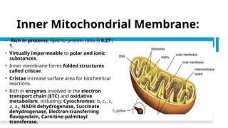 CELL,CELL MEMBRANE,ENDOPLASMIC RETICULUM AND GOLGI APPARATUS | PPTX