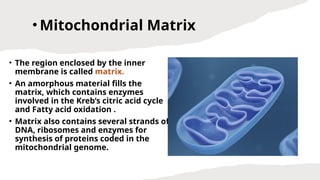 CELL,CELL MEMBRANE,ENDOPLASMIC RETICULUM AND GOLGI APPARATUS | PPTX