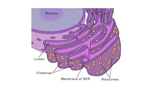 CELL,CELL MEMBRANE,ENDOPLASMIC RETICULUM AND GOLGI APPARATUS | PPTX