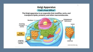 CELL,CELL MEMBRANE,ENDOPLASMIC RETICULUM AND GOLGI APPARATUS | PPTX