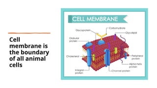 CELL,CELL MEMBRANE,ENDOPLASMIC RETICULUM AND GOLGI APPARATUS | PPTX