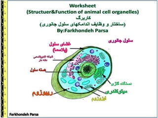 worksheet-structer function  of anial cell organelles