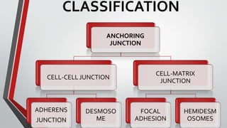 A well CELL-ADHESION-MOLECULES summarized note | PDF