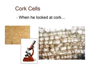 Cork Cells
● When he looked at cork…
 