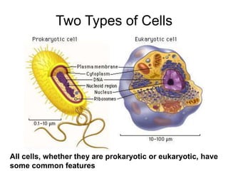 Two Types of Cells
All cells, whether they are prokaryotic or eukaryotic, have
some common features
 