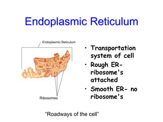 Endoplasmic Reticulum
• Transportation
system of cell
• Rough ER-
ribosome's
attached
• Smooth ER- no
ribosome's
Ribosomes
Endoplasmic Reticulum
“Roadways of the cell”
 