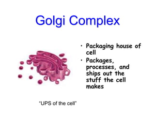 Golgi Complex
• Packaging house of
cell
• Packages,
processes, and
ships out the
stuff the cell
makes
“UPS of the cell”
 
